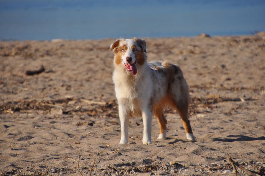 Publication : Of surf paradise Auteur : Alain-louis Aymard