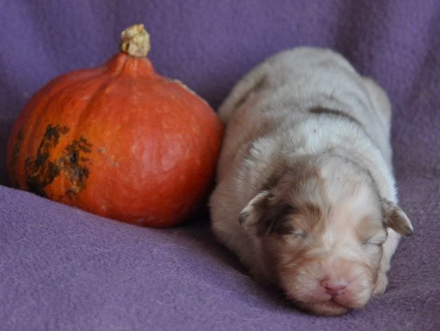 Publication : Of surf paradise Auteur : Alain-louis Aymard