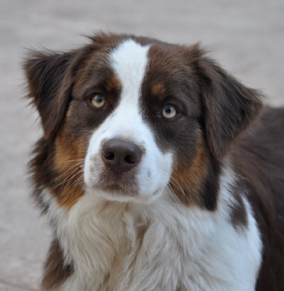 Publication : Of surf paradise Auteur : Alain-Louis Aymard