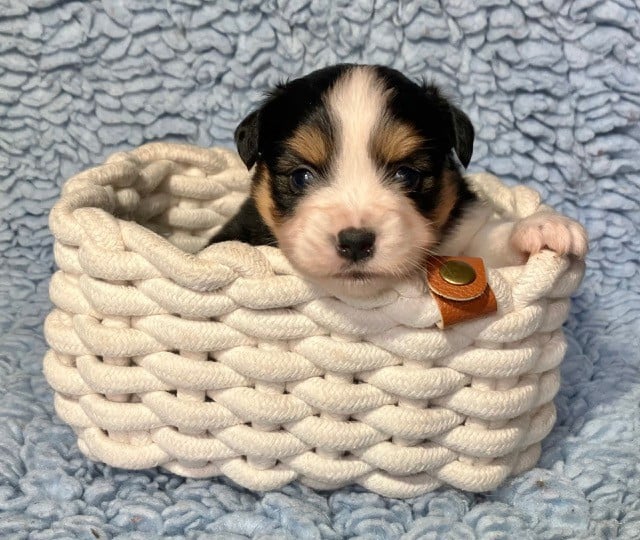 N.T. N°2 : AMSTRONG ( petite tâche dos )