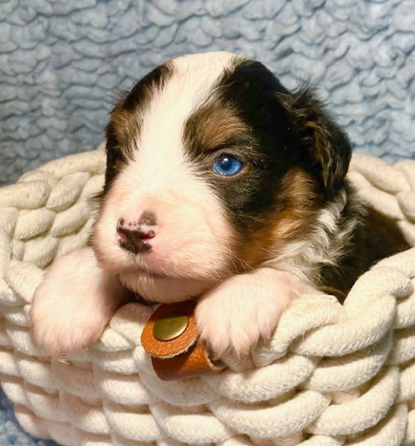 N.T. N°5: ALTO ( Large Liste )