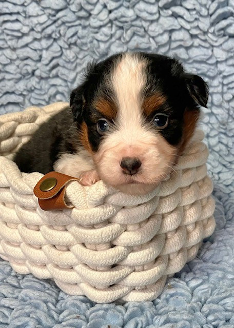 NT. N°3: ALBINONI ( + de Blanc )