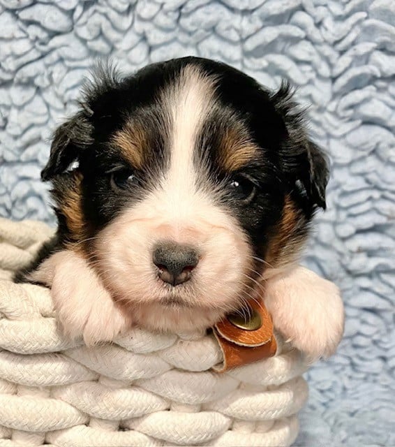 N.T. N°4: ARPEGE (1/2 Collier)