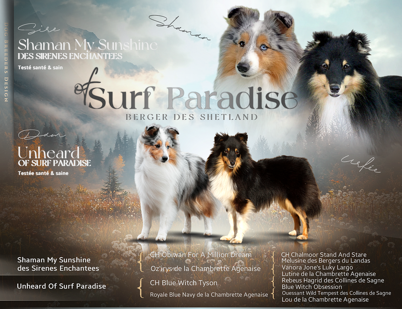 Chiot Shetland Sheepdog