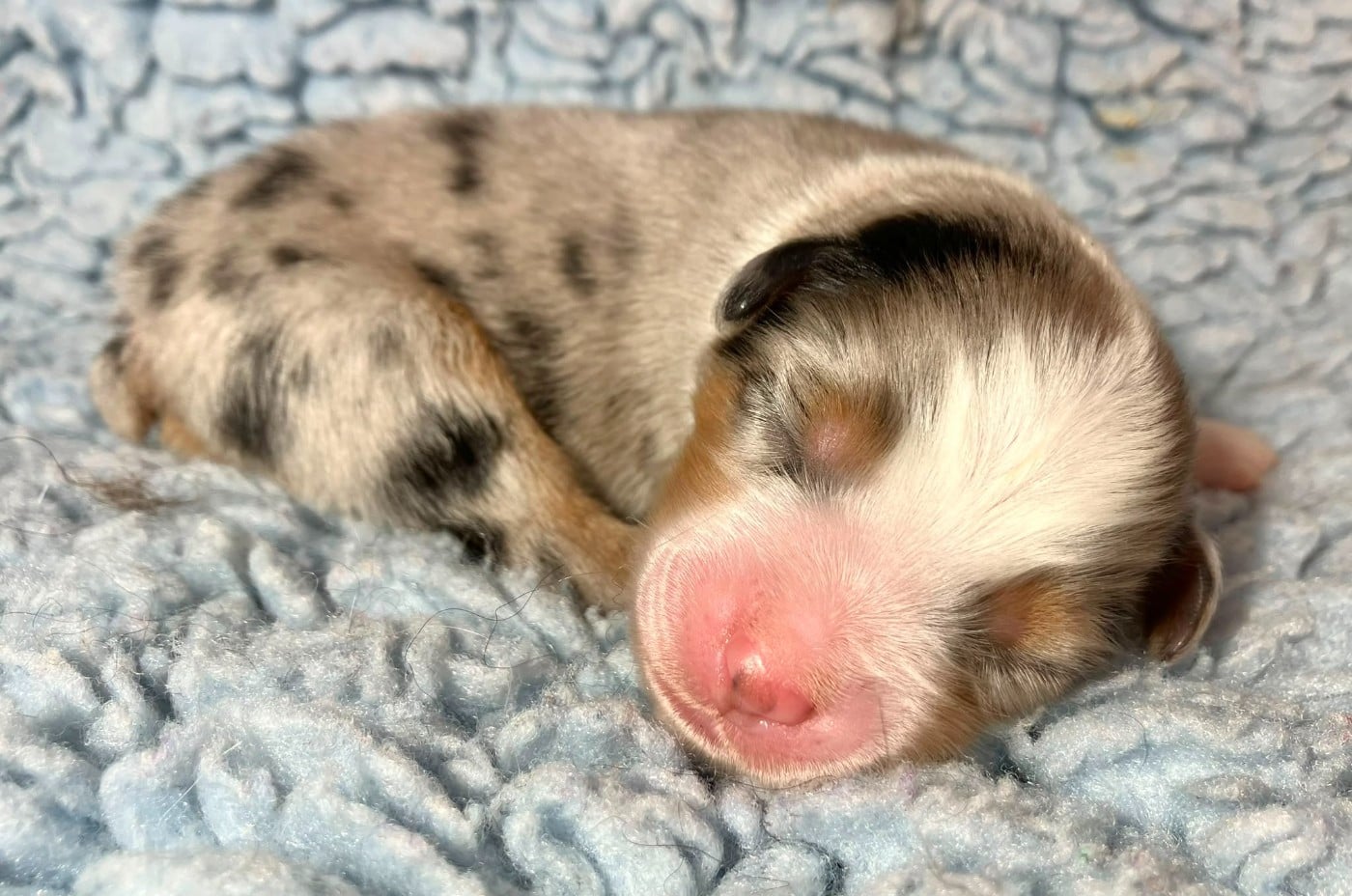 Bleu Merle (né Anoure )