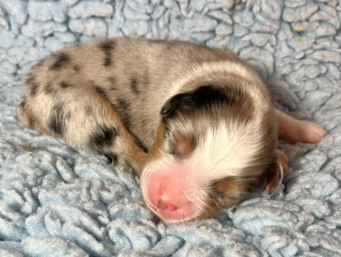Bleu Merle (né Anoure )