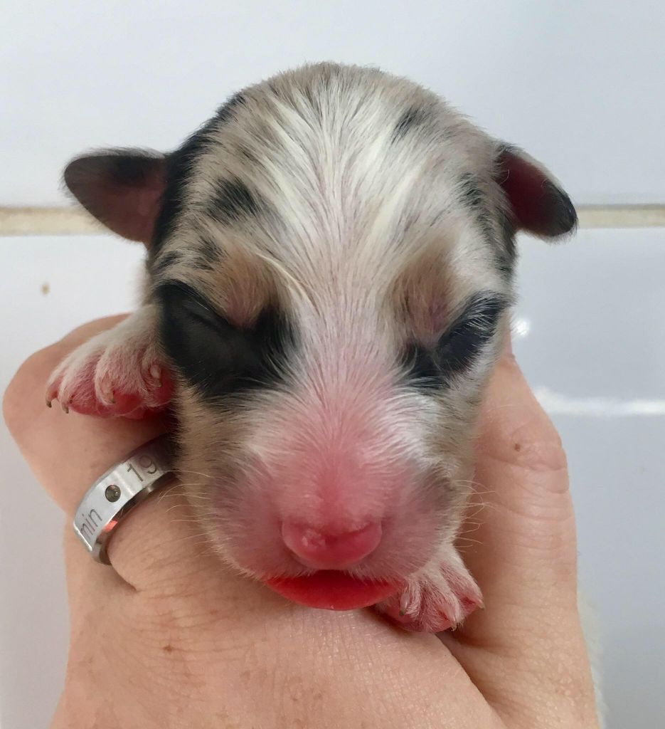Male Bleu Merle ( queue Longue ) - Berger Australien