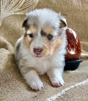 Les chiots de Shetland Sheepdog