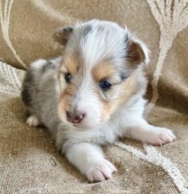 Shetland Sheepdog