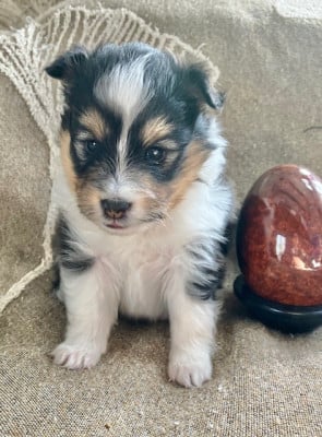 Les chiots de Shetland Sheepdog