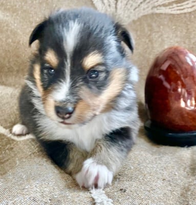 Les chiots de Shetland Sheepdog