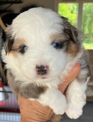 Les chiots de Berger Américain Miniature 