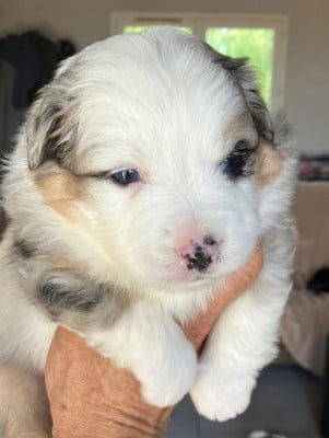 Les chiots de Berger Américain Miniature 