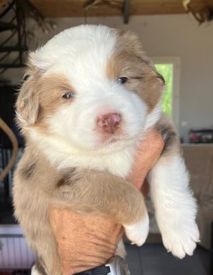 Les chiots de Berger Américain Miniature 