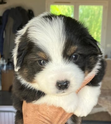 Les chiots de Berger Américain Miniature 