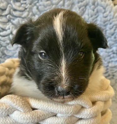 Les chiots de Shetland Sheepdog