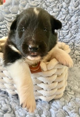 Les chiots de Shetland Sheepdog