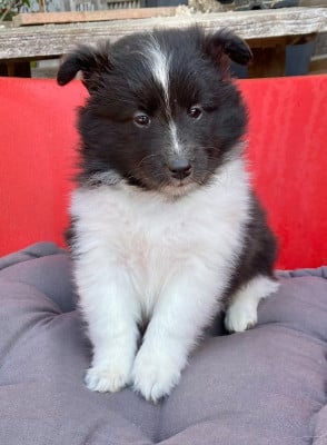 Les chiots de Shetland Sheepdog