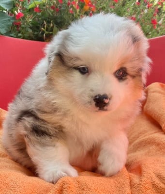 Les chiots de Berger Américain Miniature 