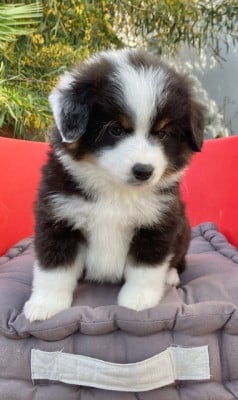 Les chiots de Berger Américain Miniature 