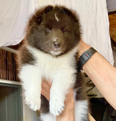 Les chiots de Shetland Sheepdog