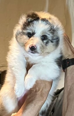 Les chiots de Shetland Sheepdog