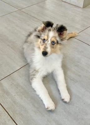 Les chiots de Shetland Sheepdog