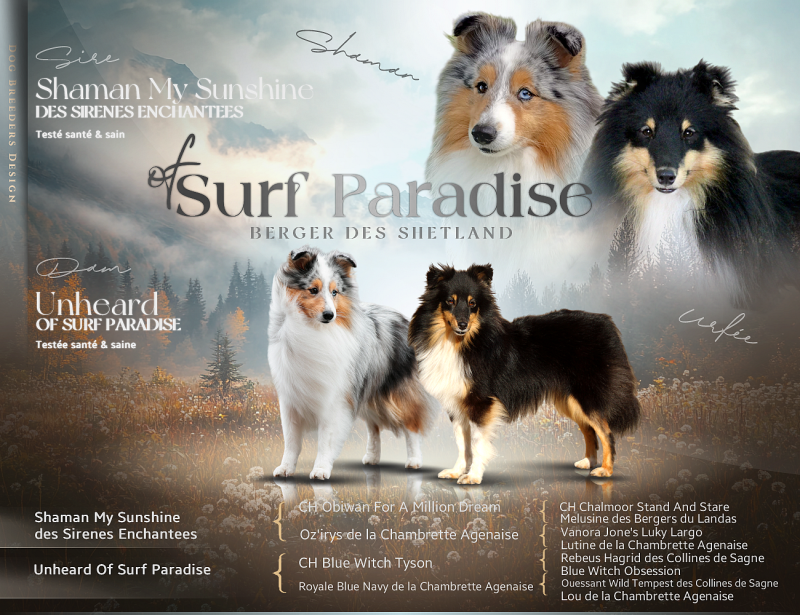 Shetland Sheepdog - Of surf paradise