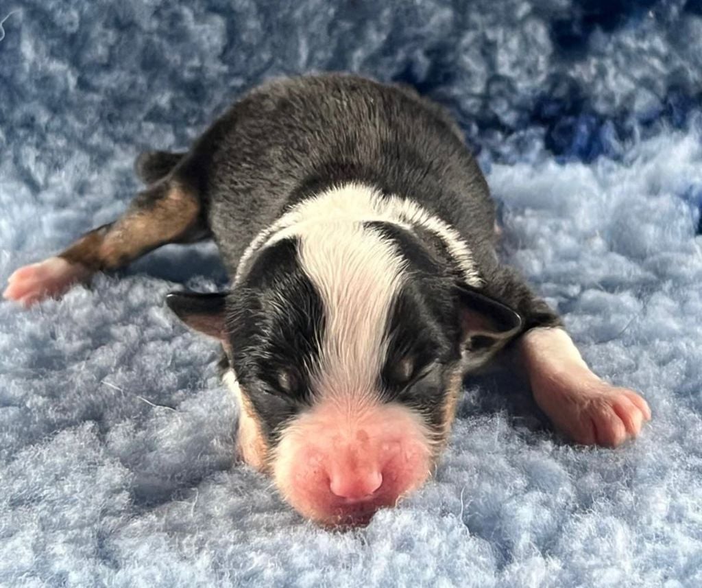 N.T. N°5: ALTO ( Large Liste )