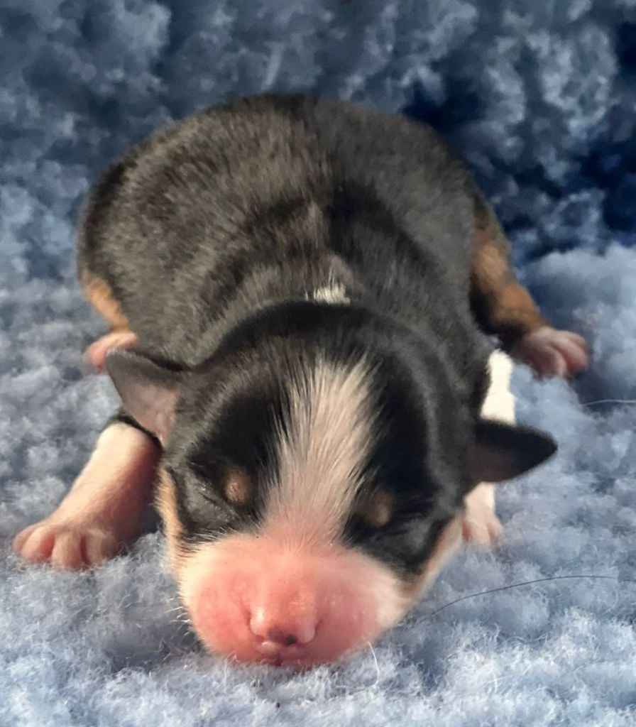 N.T. N°2 : AMSTRONG ( petite tâche dos )