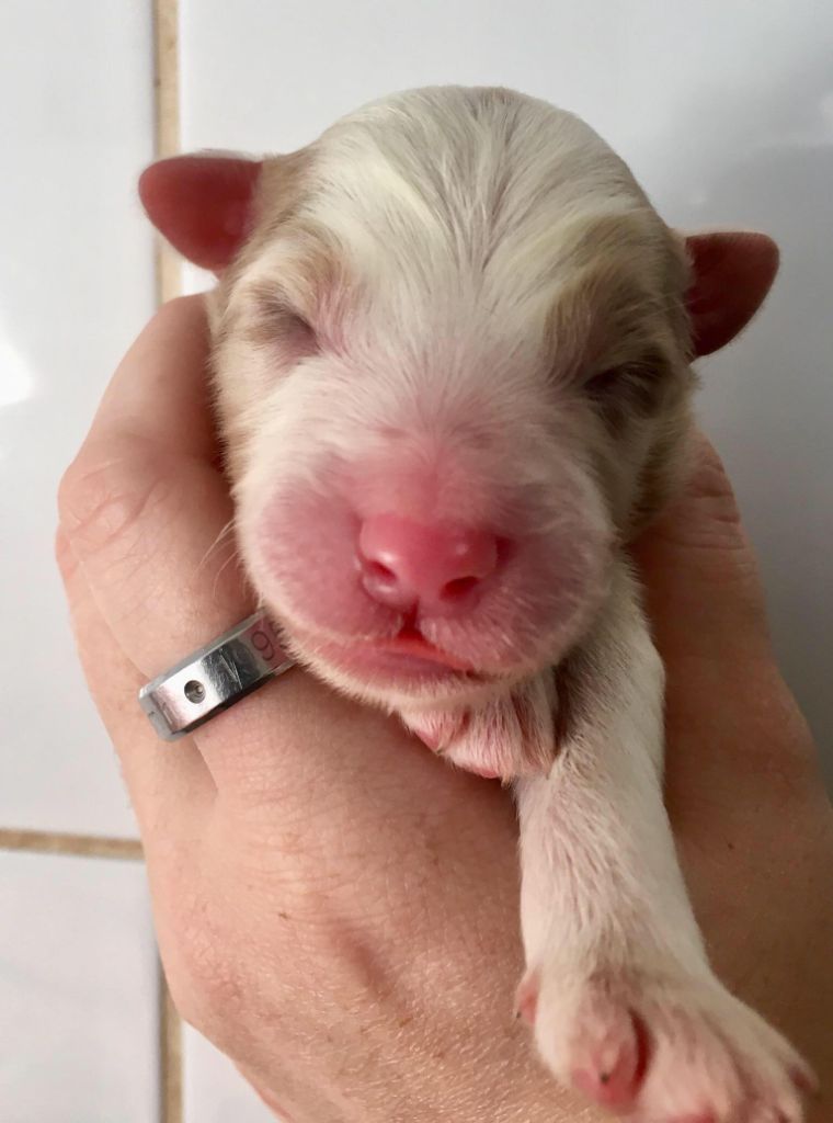Male Rouge Merle ( queue Longue ) - Berger Australien