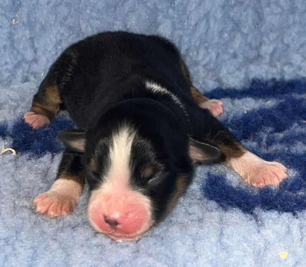 N.T. N°4: ARPEGE (1/2 Collier)