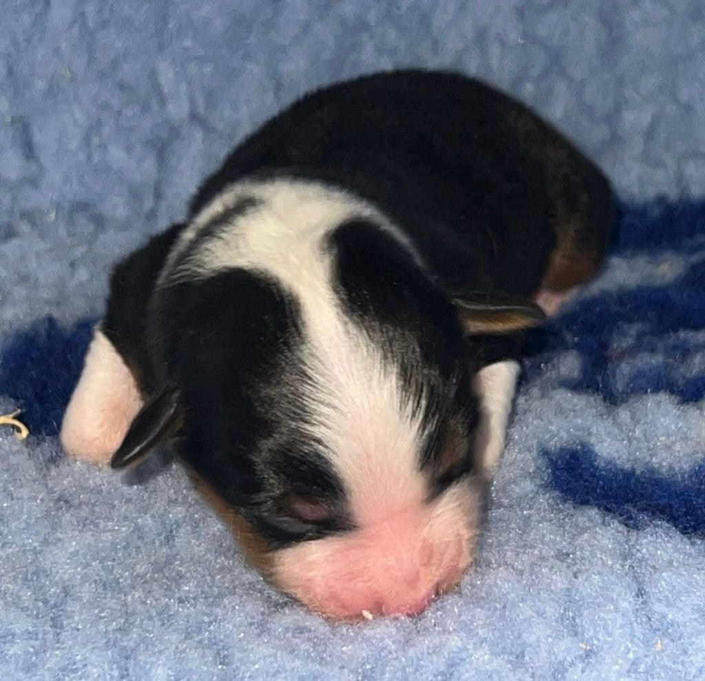 NT. N°3: ALBINONI ( + de Blanc )