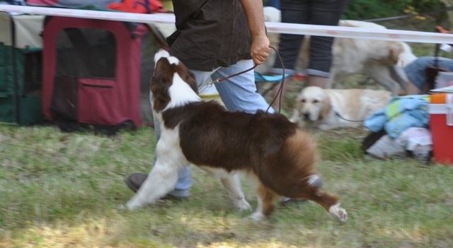 Esperance lucky bay dite ella Of surf paradise - 1ére Exc Classe Intermediaire Femelle