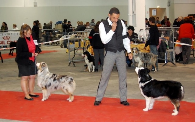 Cold case Of surf paradise - CACS et CACIB