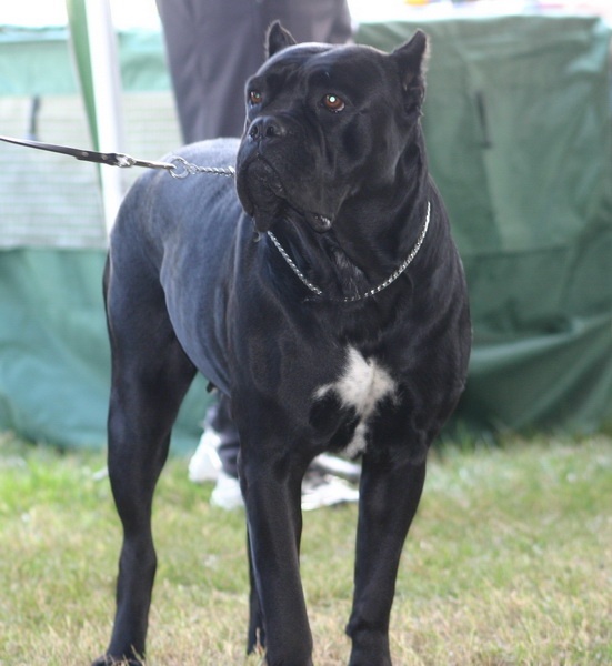 CH. Maraya Della porta dipinta - Exc. I - CAC