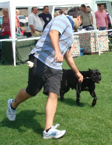 CH. Maraya Della porta dipinta - Exc. II - R.CAC - R.CACIB