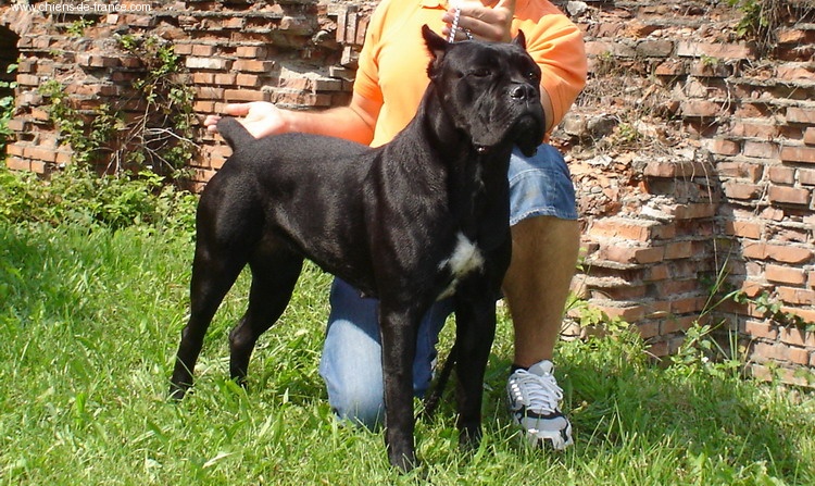 CH. Maraya Della porta dipinta - EXC. II