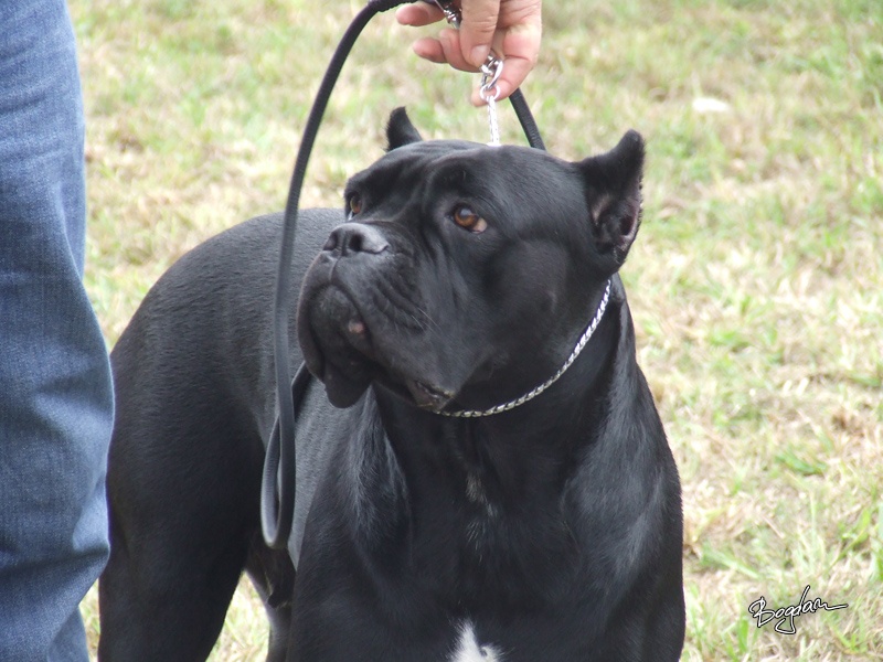 CH. Maraya Della porta dipinta - Exc. I - CAC - R.CACIB