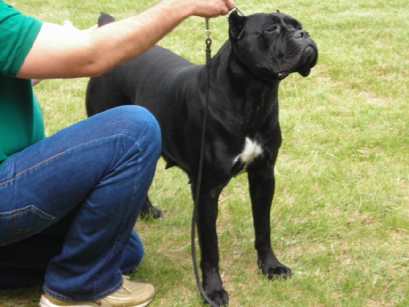 CH. Maraya Della porta dipinta - Exc. I - CAC - CACIB