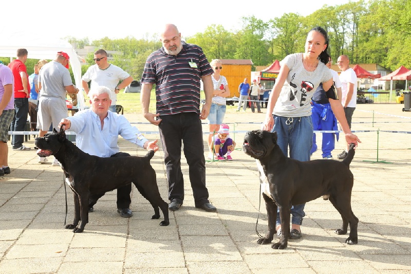CH. Ghost von Mordore - CAC + BEST MALE, BOS