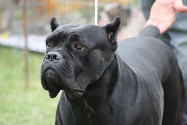 CH. Maraya Della porta dipinta - Exc. II - R.CAC