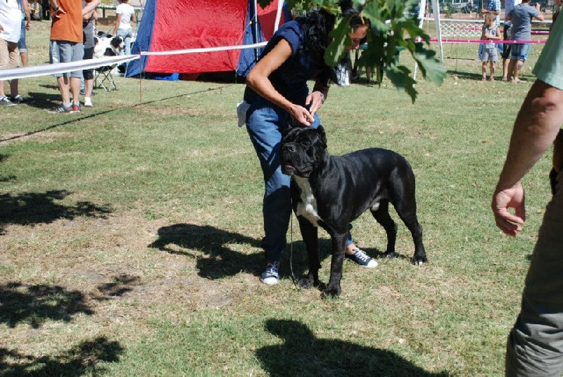 CH. Ghost von Mordore - RCAC