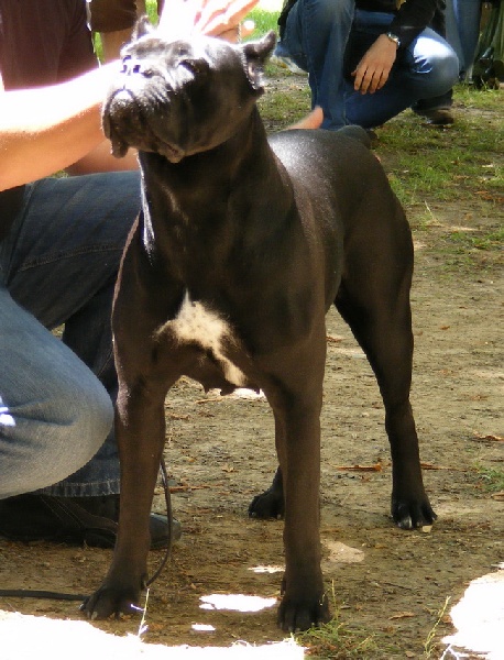 CH. Maraya Della porta dipinta - Exc. I, CAC, CACIB