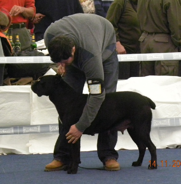 CH. Maraya Della porta dipinta - Exc. I - CAC - R.CACIB