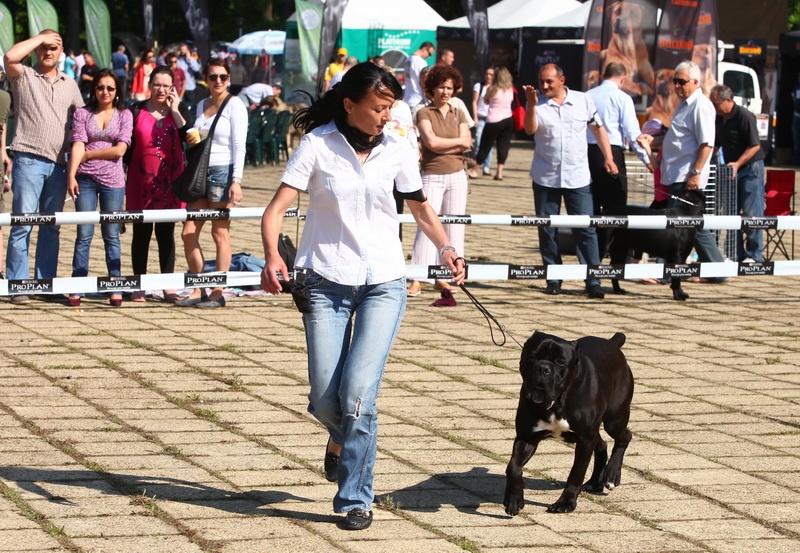 CH. Ghost von Mordore - Exc.I + JCAC