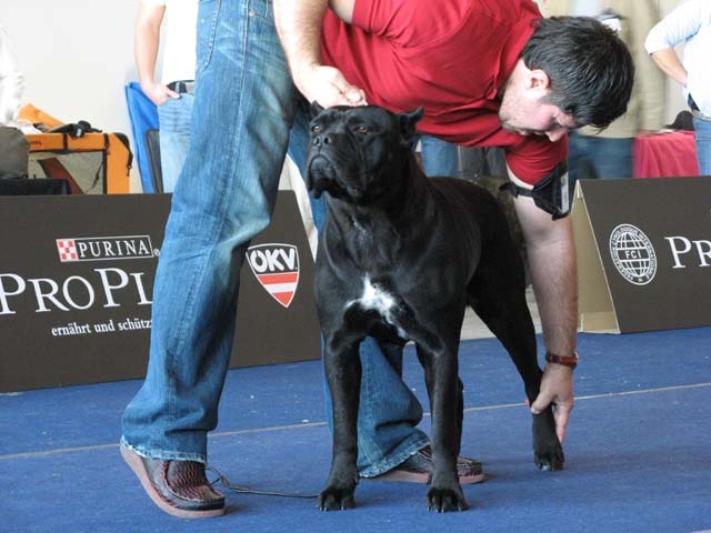 CH. Maraya Della porta dipinta - Exc. I - CAC - CACIB