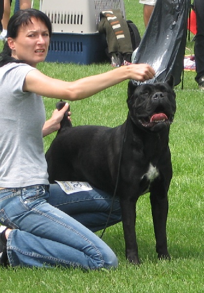 CH. Maraya Della porta dipinta - Exc. I, HPJ