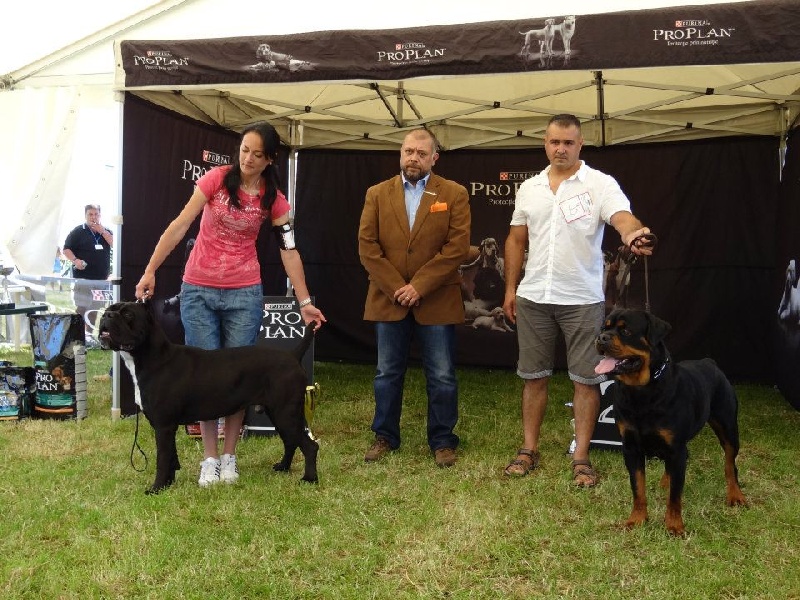 CH. Ghost von Mordore - Exc.I - JCAC - BEST JUNIOR - BEST OF BREED - BEST OF GROUP - JUNIOR BEST IN SHOW