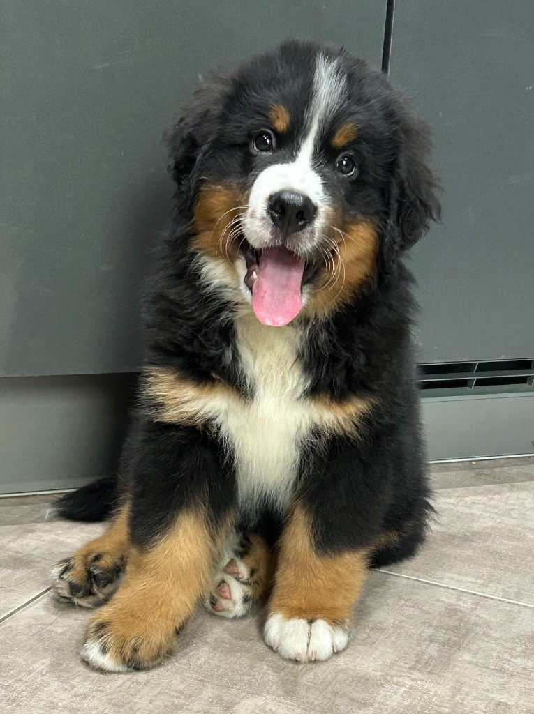 Asthonn du clos de l'envolée sauvage